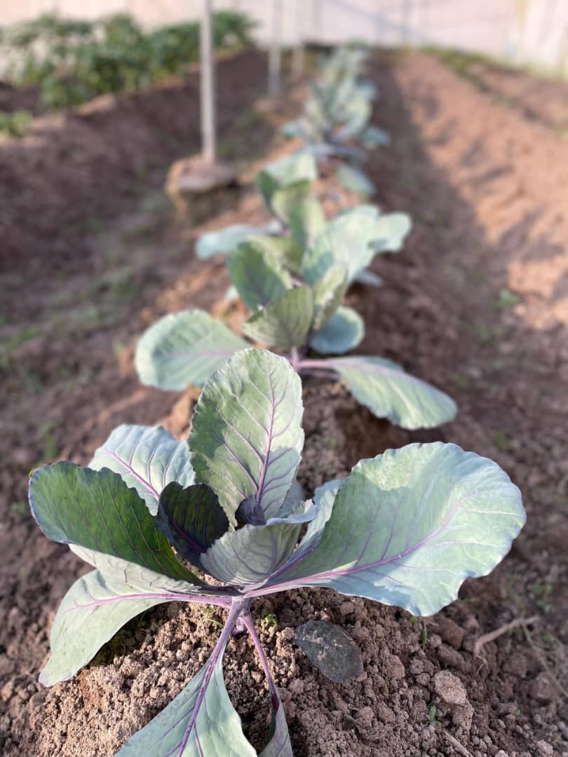 Red Cabbage